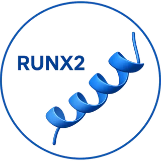 RUNX2